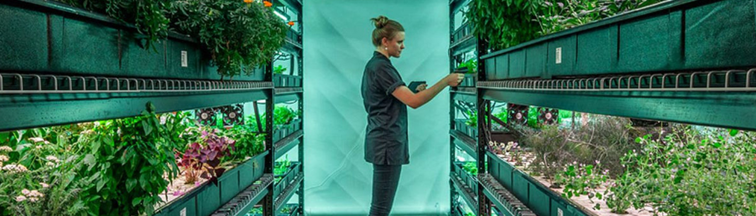 Side view of person tending to plants